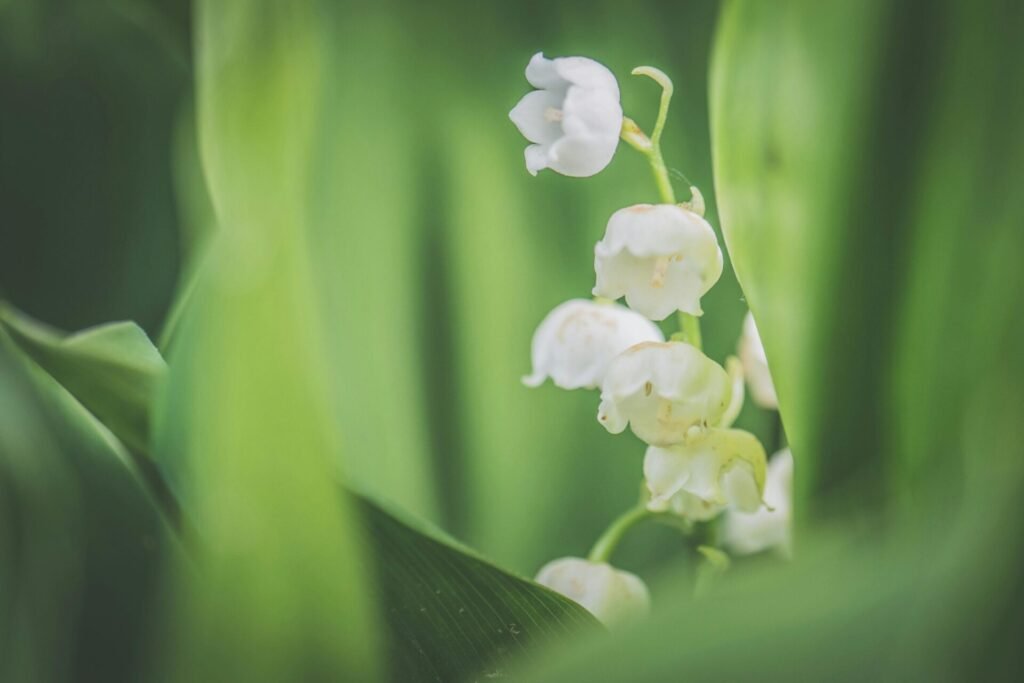 bouquet de muguet